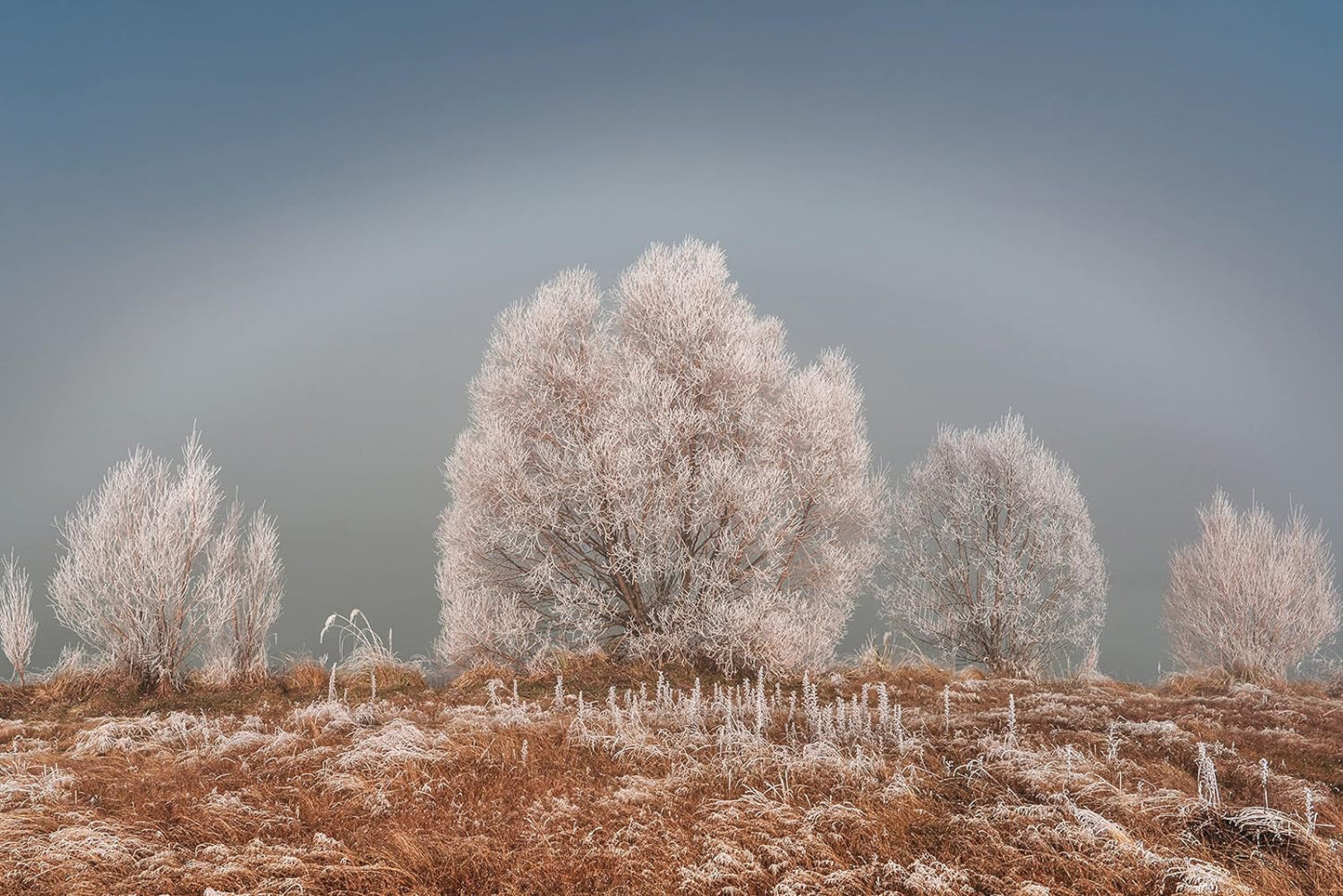 E-Mount FE 24Mm F1.4 GM Full Frame Wide-Angle Prime Lens (SEL24F14GM), Black